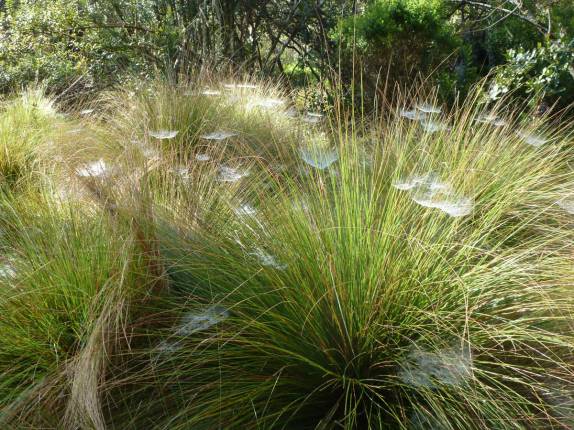 Umidade presa nas teias de aranha parecem flores! (trilha do Pico Duarte, na República Dominicana)
